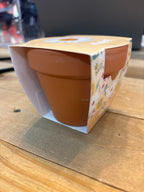 DAISY GROW KIT