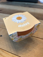 DAISY GROW KIT