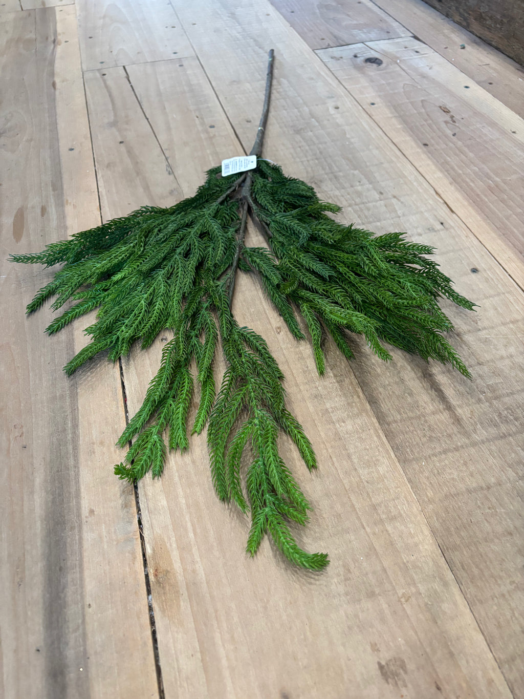 NORFOLK SPRUCE STEM