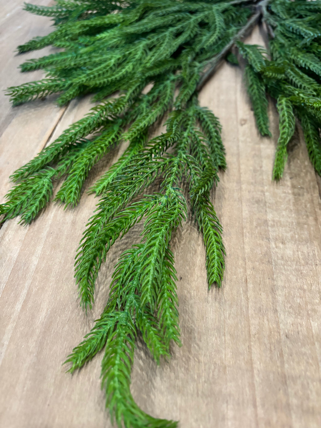 NORFOLK SPRUCE STEM