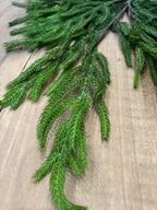 NORFOLK SPRUCE STEM