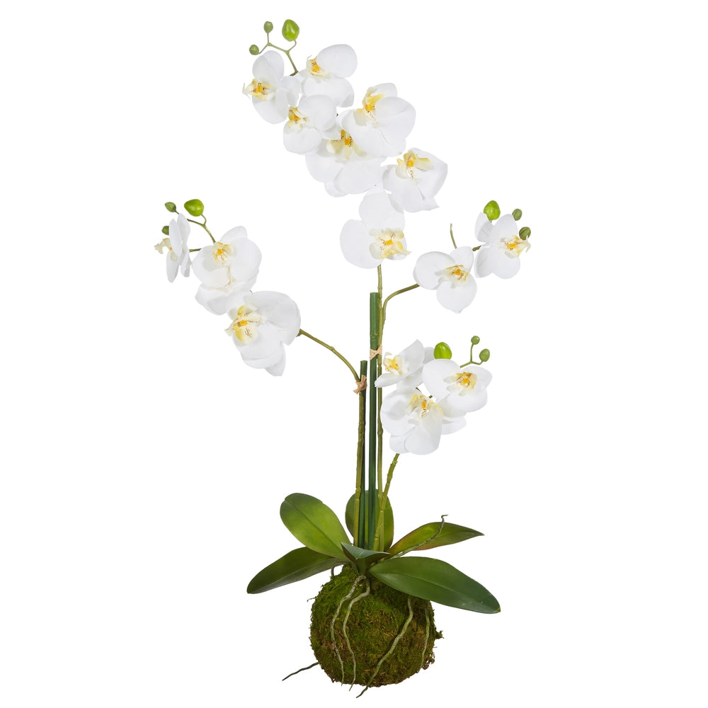 31” WHITE ORCHID WITH MOSS BALL