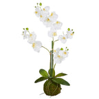31” WHITE ORCHID WITH MOSS BALL
